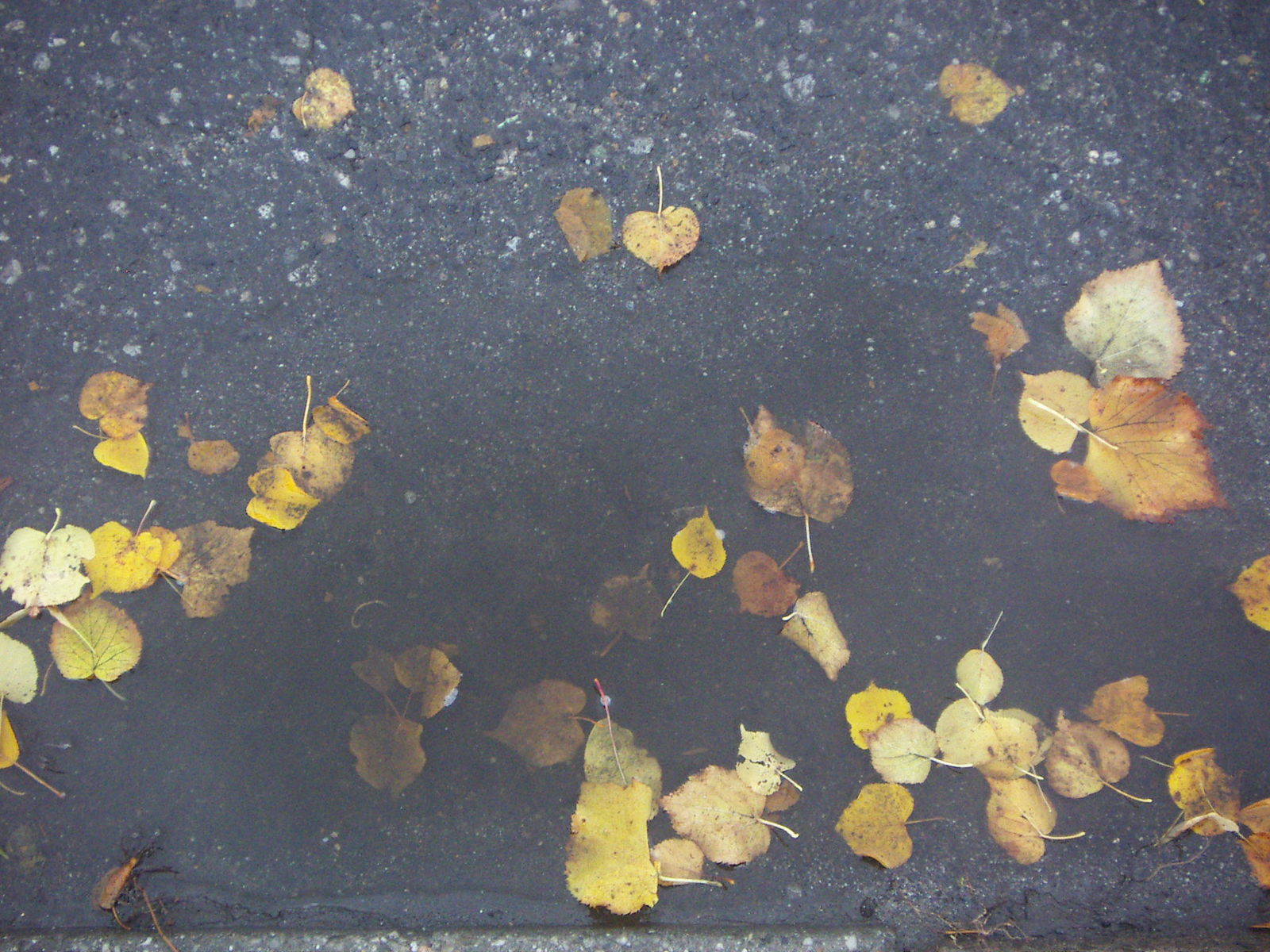 Puddle_in_depression_on_street Puddle_in_depression_on_street